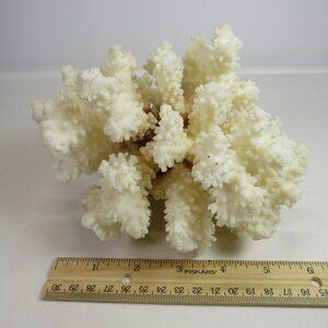 Real Coral white with orangy brown center 5.5" tall over 1lb